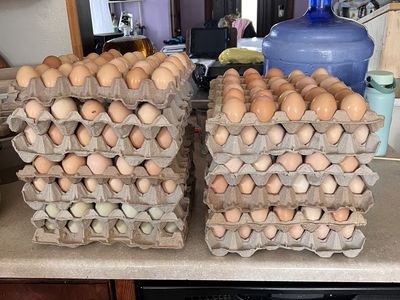 Fresh Eggs