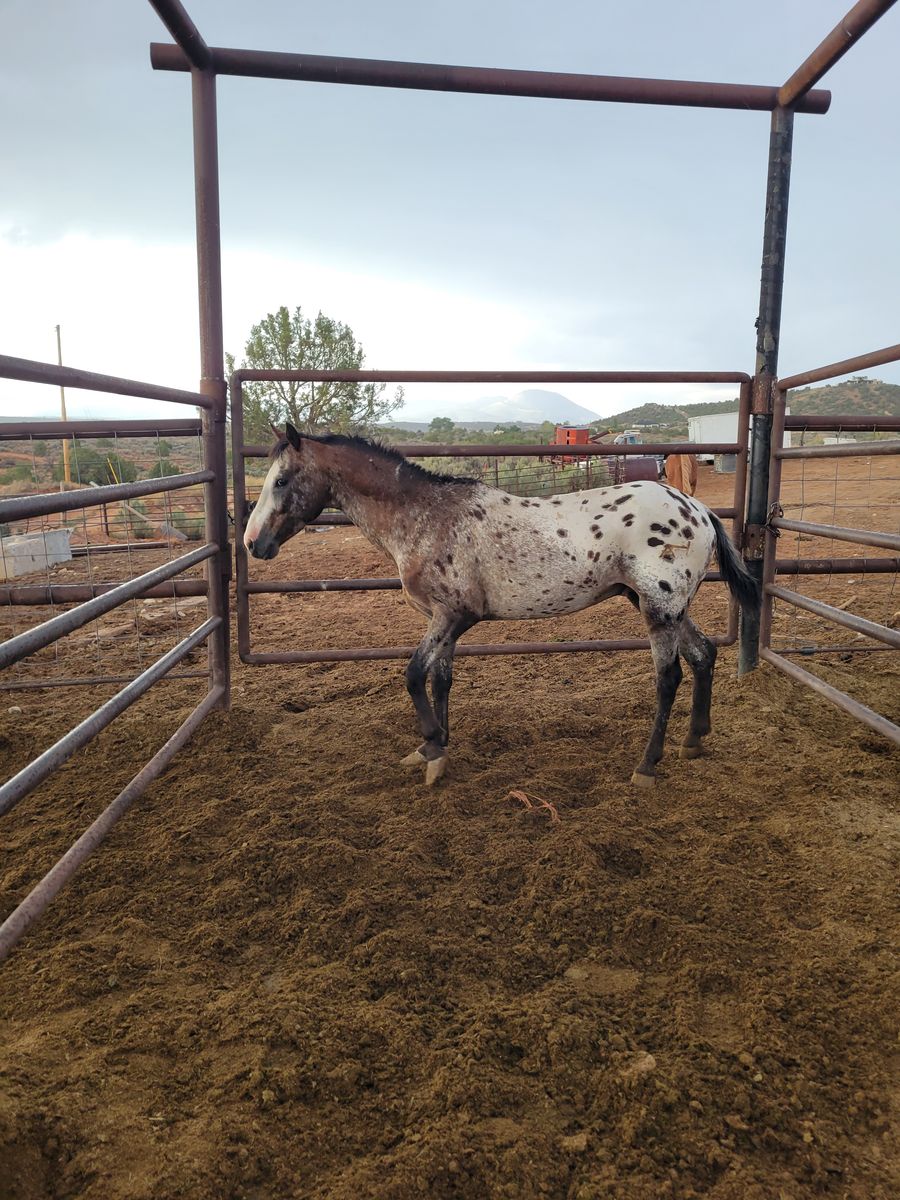 Appy stud