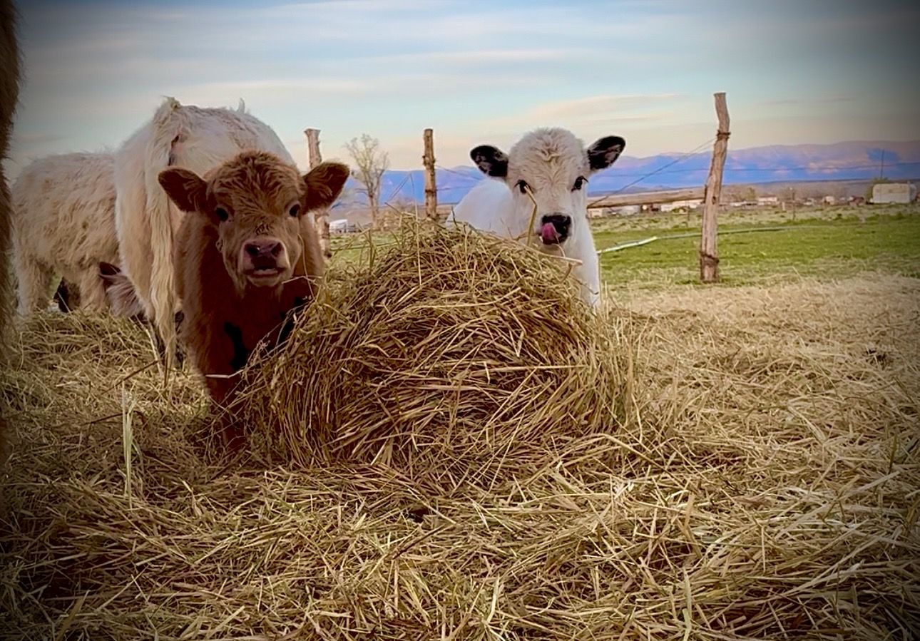 Highland Hipark calves 