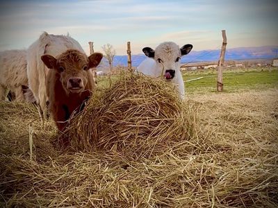 Highland Hipark calves