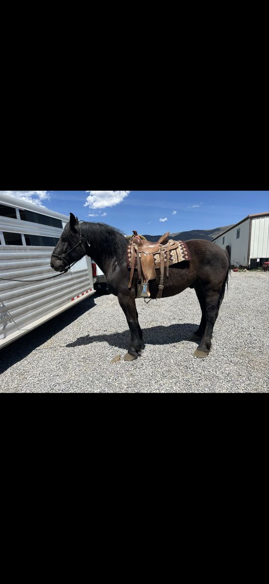 7 yr old cross brew gelding