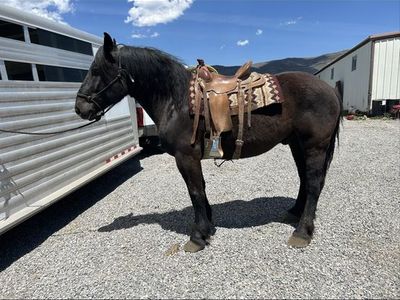 7 yr old cross brew gelding