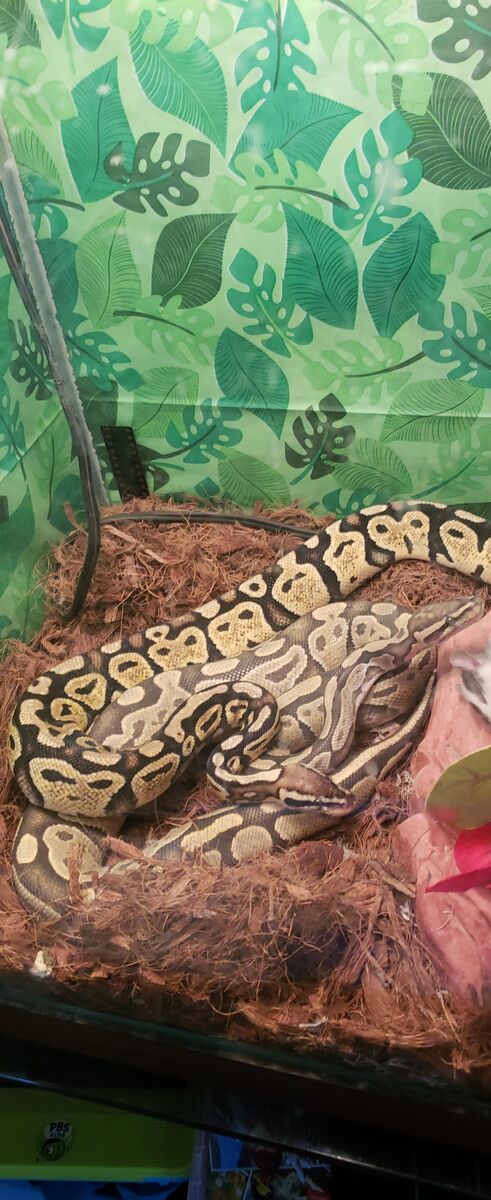 2 Ball Pythons and Tank