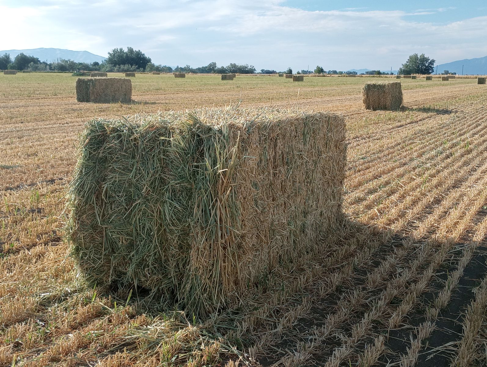 3 WAY HAY
