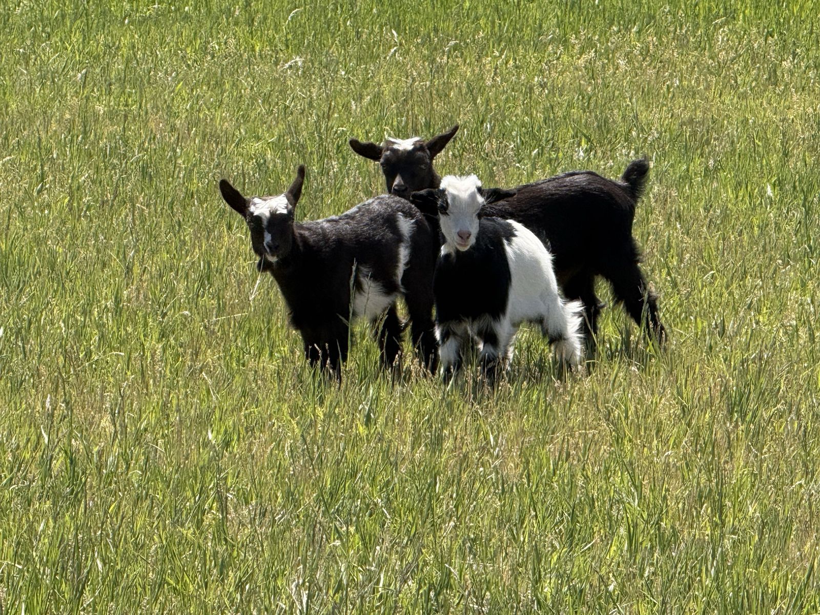 Purebred mini fainting goat babies