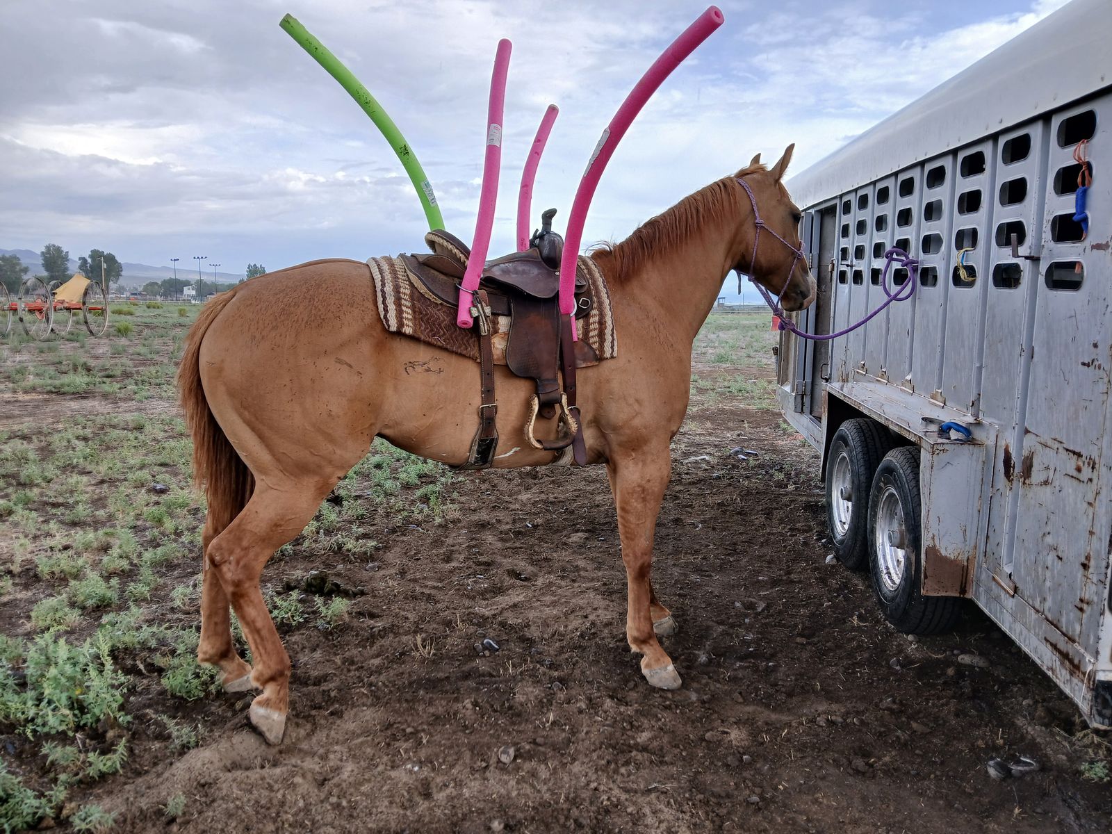Red dun gelding