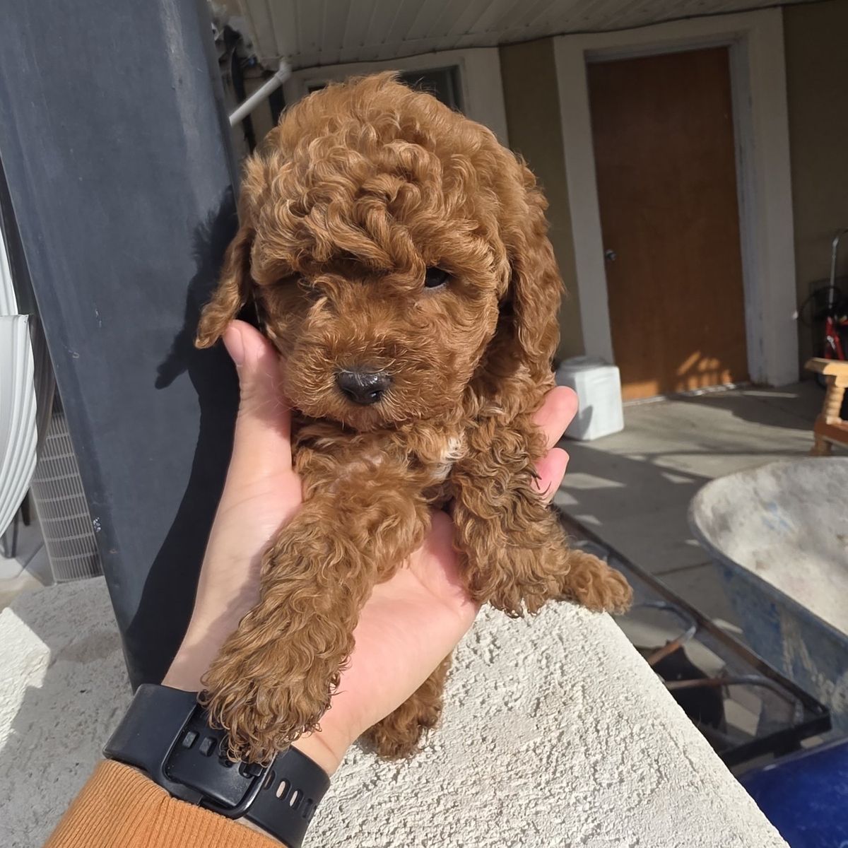 6-7lb Micro Cavapoo puppys King Charles Toy poodle