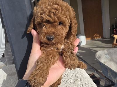 6-7lb Micro Cavapoo puppys King Charles Toy poodle