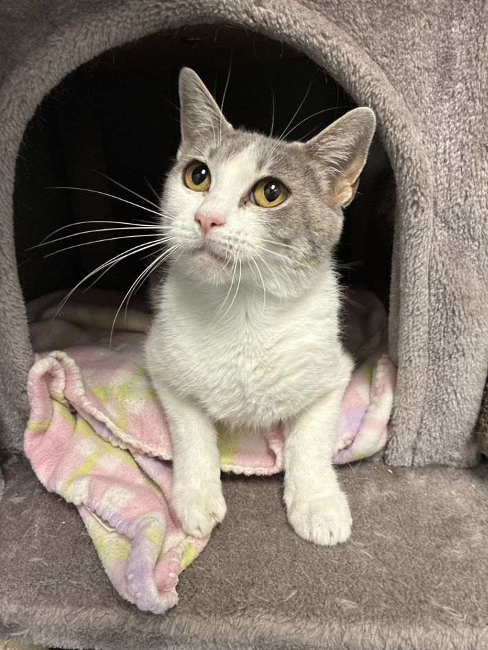 A162346 Mamie, Available for Adoption