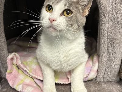 A162346 Mamie, Available for Adoption