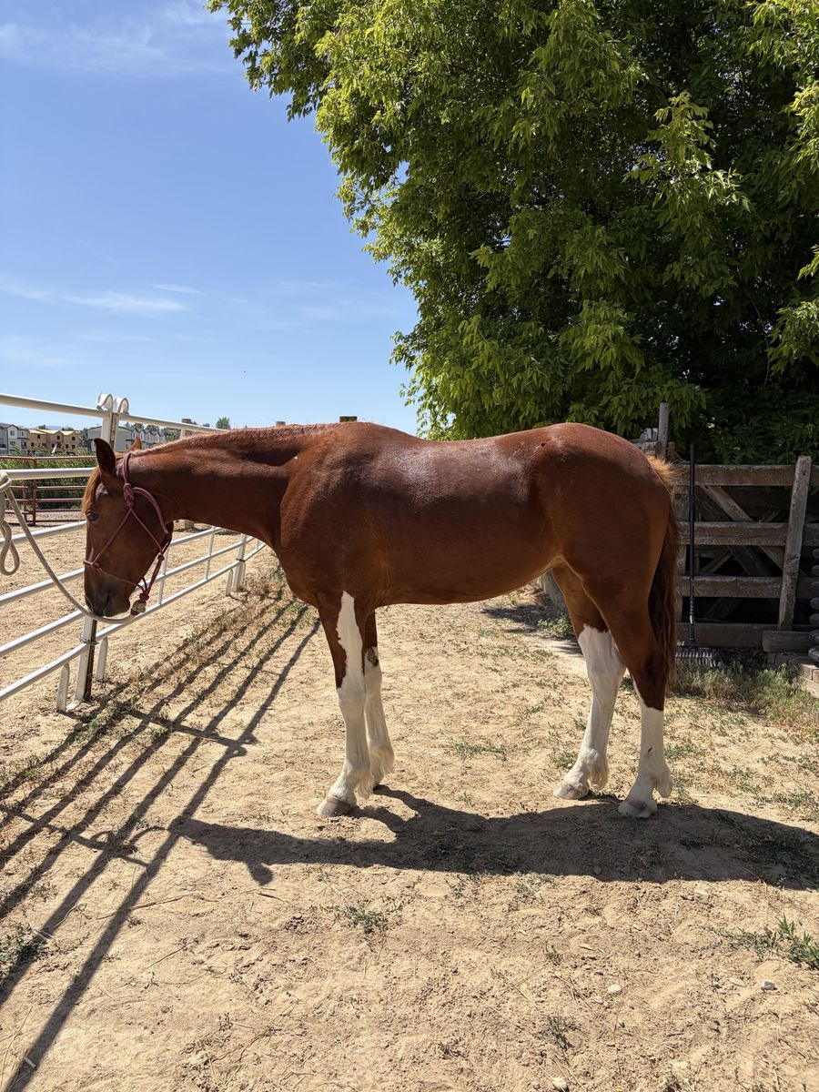 Draft Cross Mare