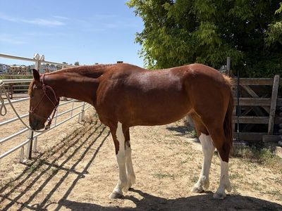 Draft Cross Mare