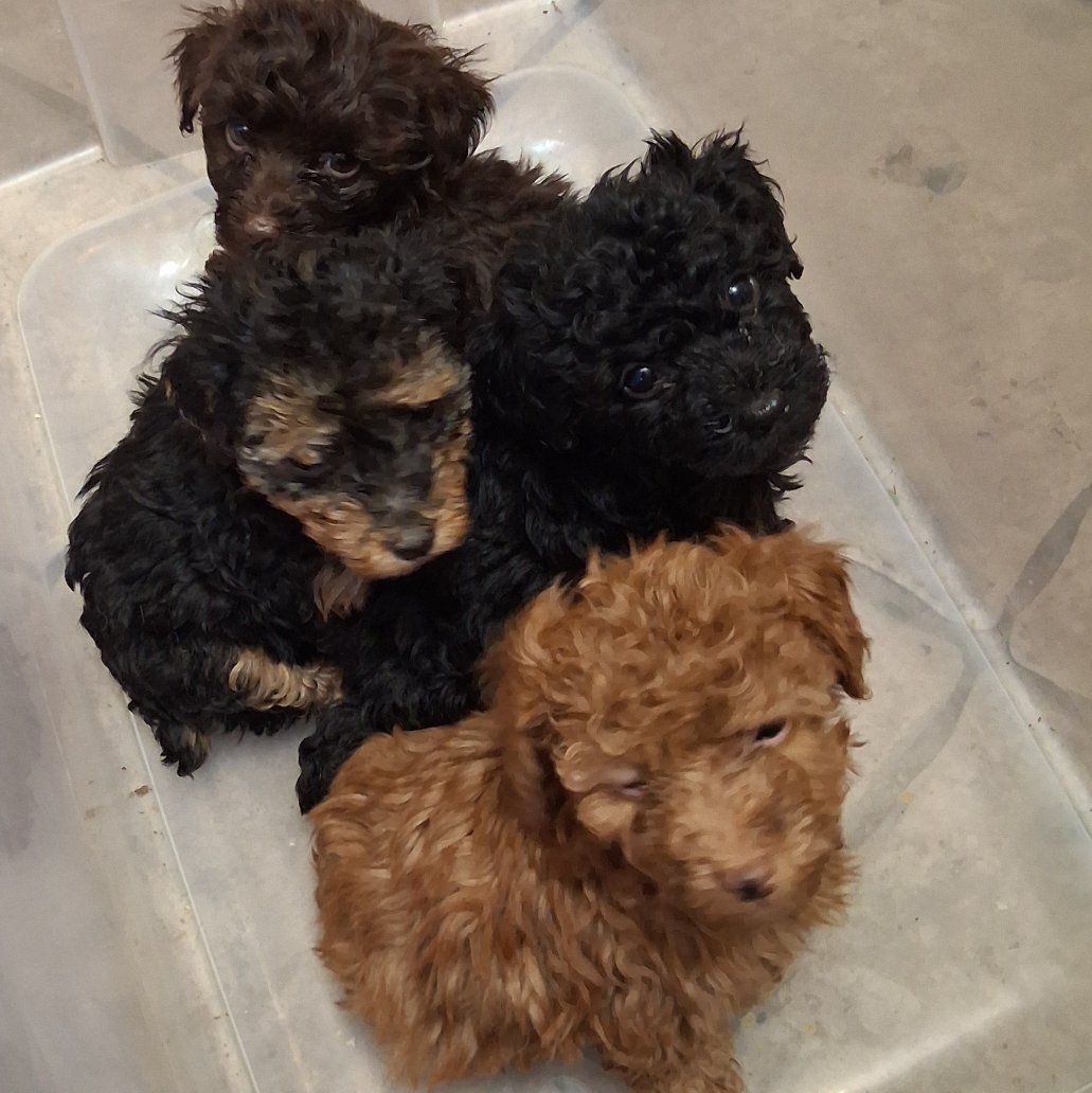 FOUR YORKIEPOO PUPPIES