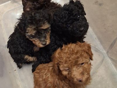 FOUR YORKIEPOO PUPPIES