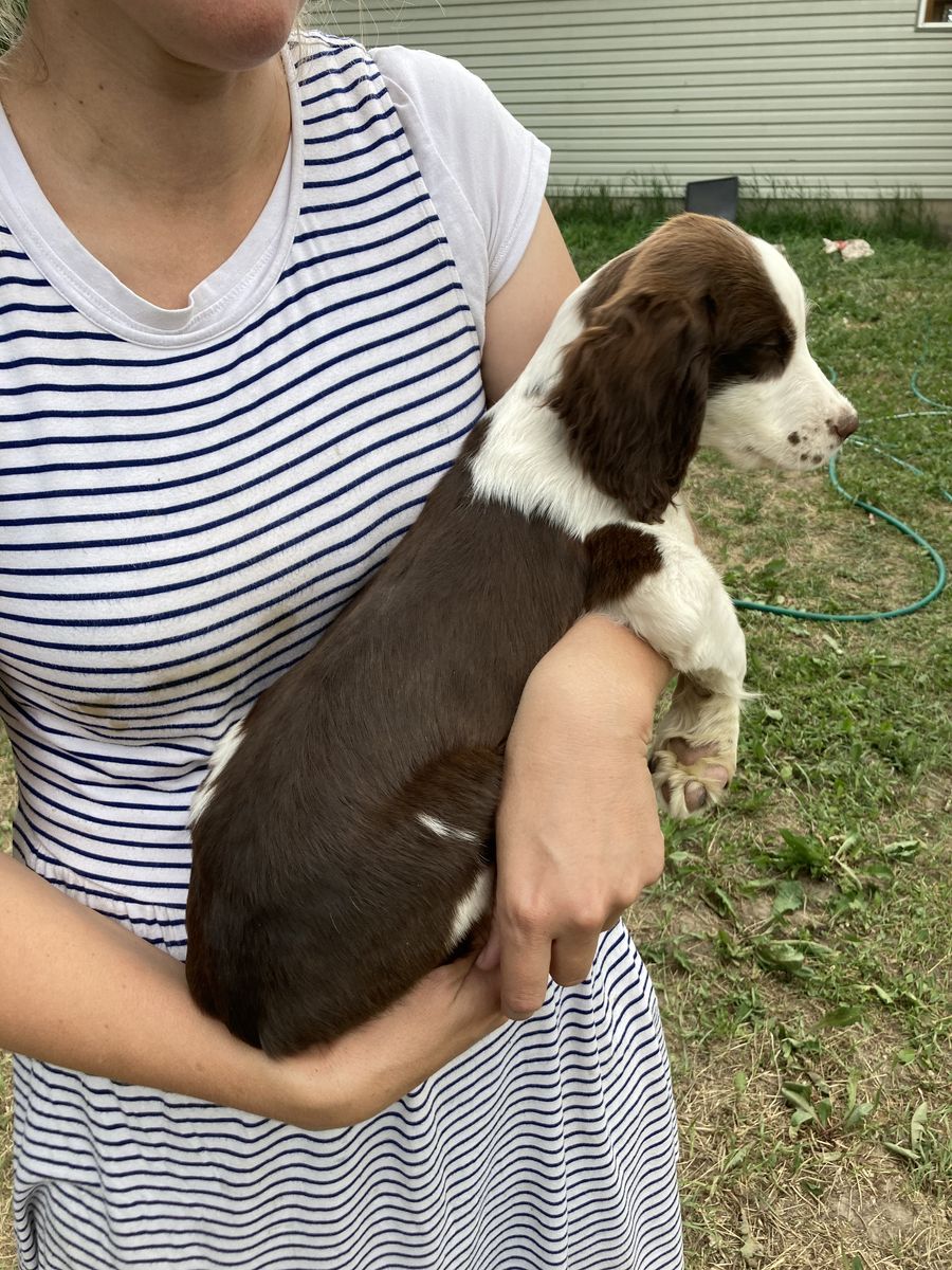 Purebred English Springer Spaniel Puppies