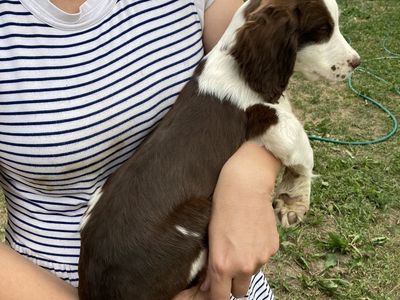 Purebred English Springer Spaniel Puppies