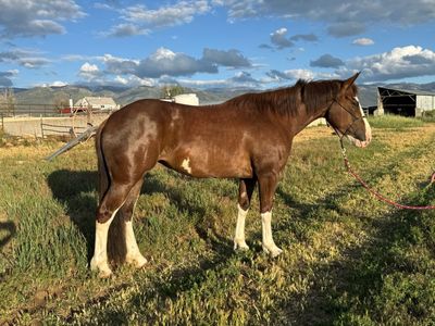 Ranch Mare