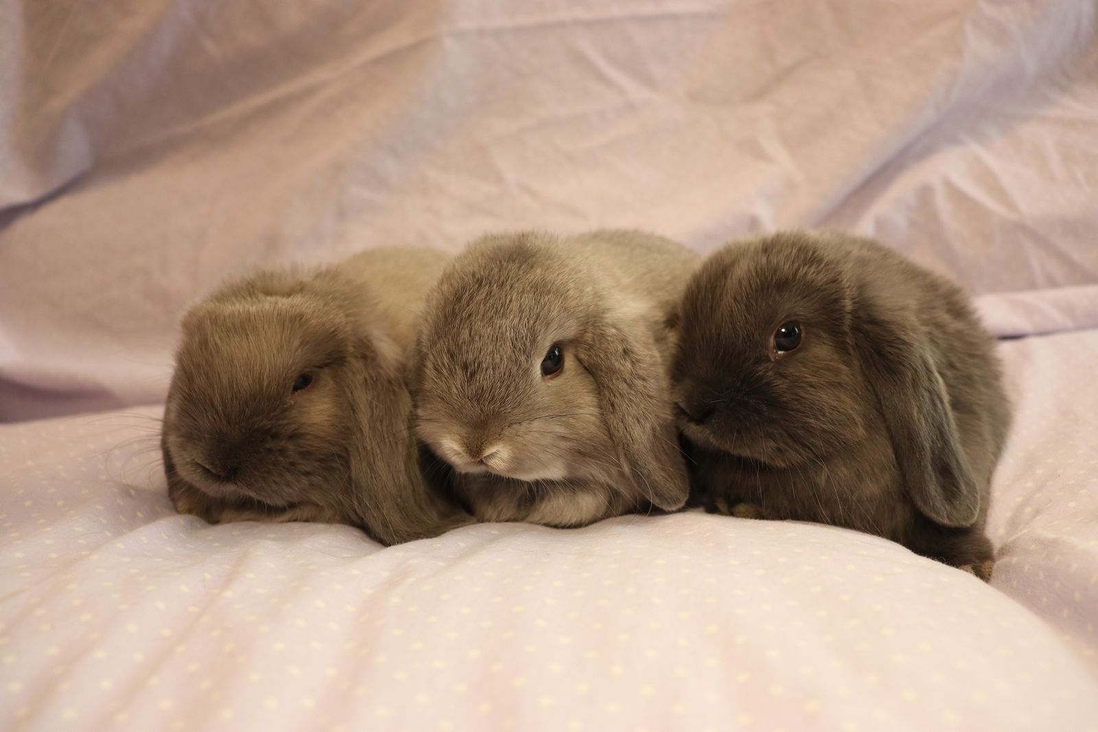 Three Male Holland Lop Bunnies for Sale