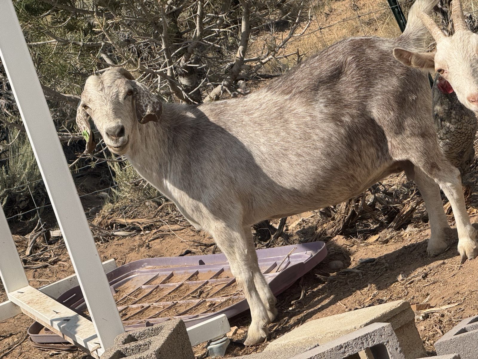 Nice doe goat 
