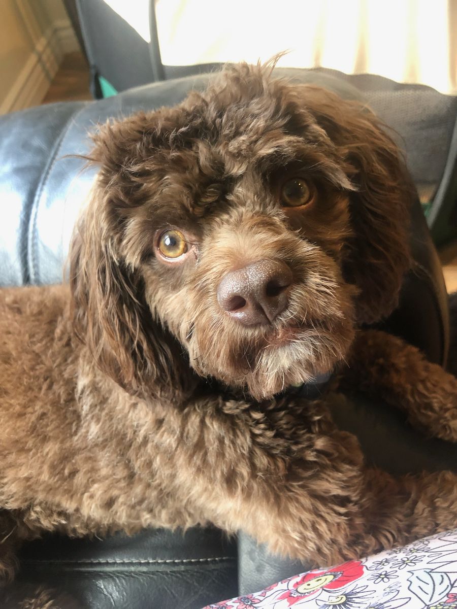 Lost Cavapoo