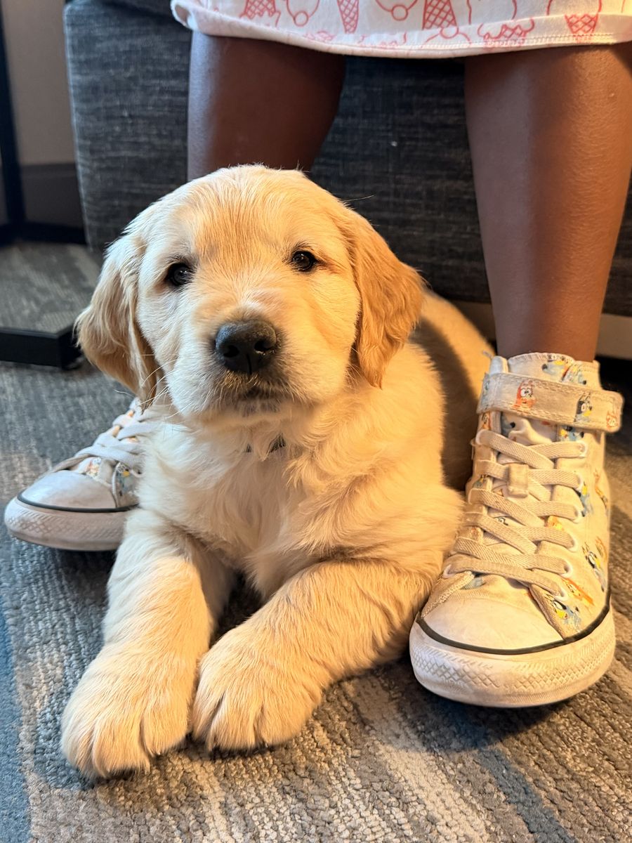 AKC Golden Retriever