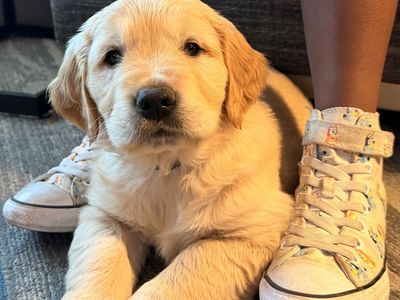 AKC Golden Retriever
