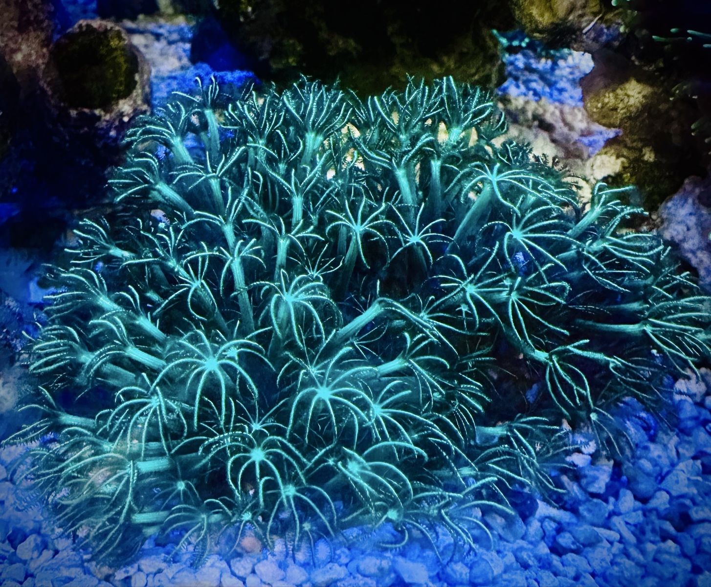 Briareum sp. - GSP covered rocks/ 3-4” matts