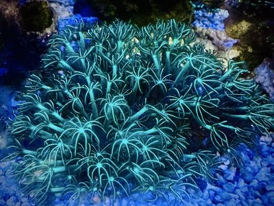 Briareum sp. - GSP covered rocks/ 3-4” matts