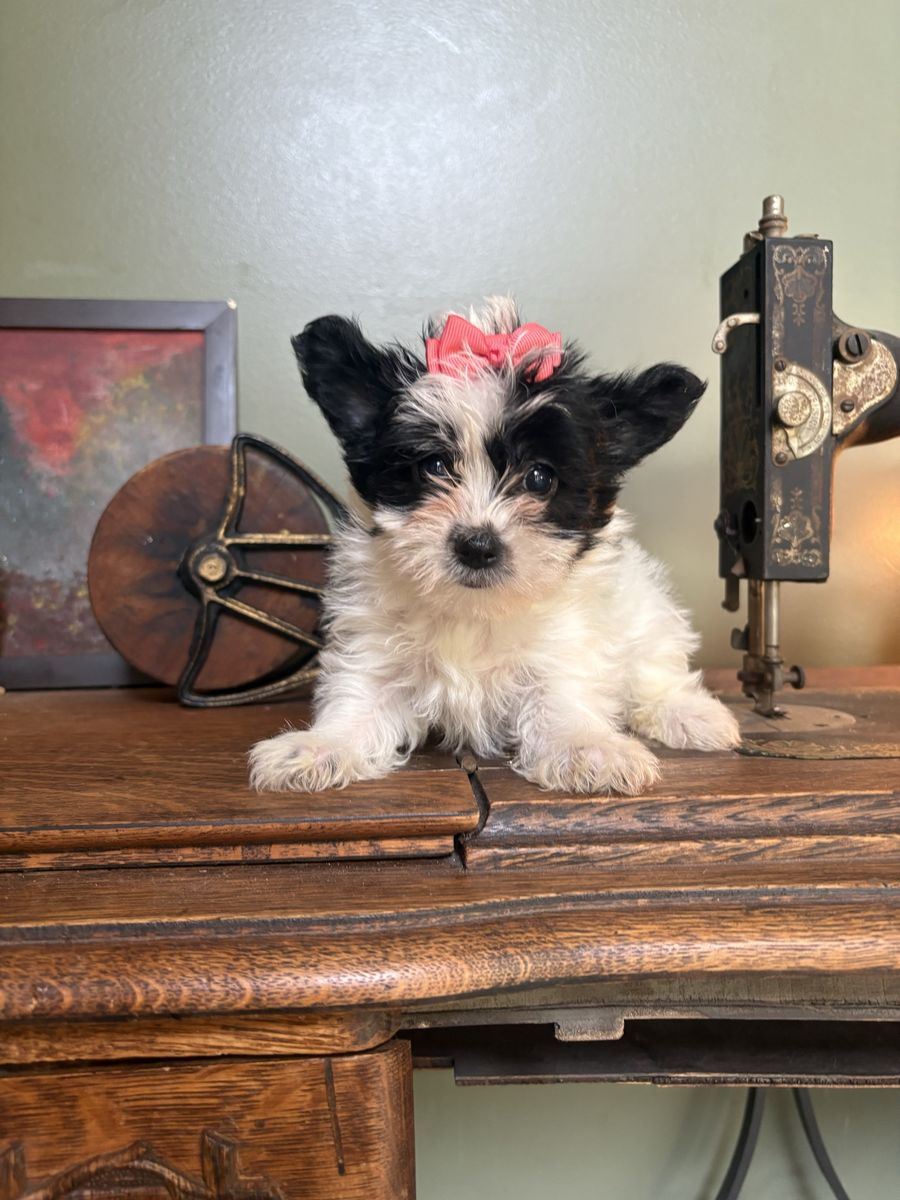 Yorkie Puppies - Adorable & Playful Companions, Ready for Their Forever Homes!