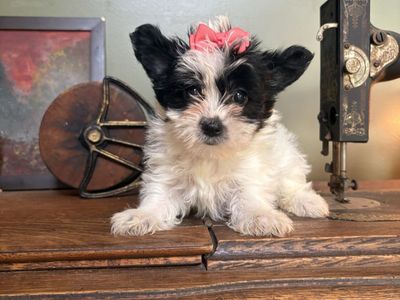 Yorkie Puppies - Adorable & Playful Companions, Ready for Their Forever Homes!