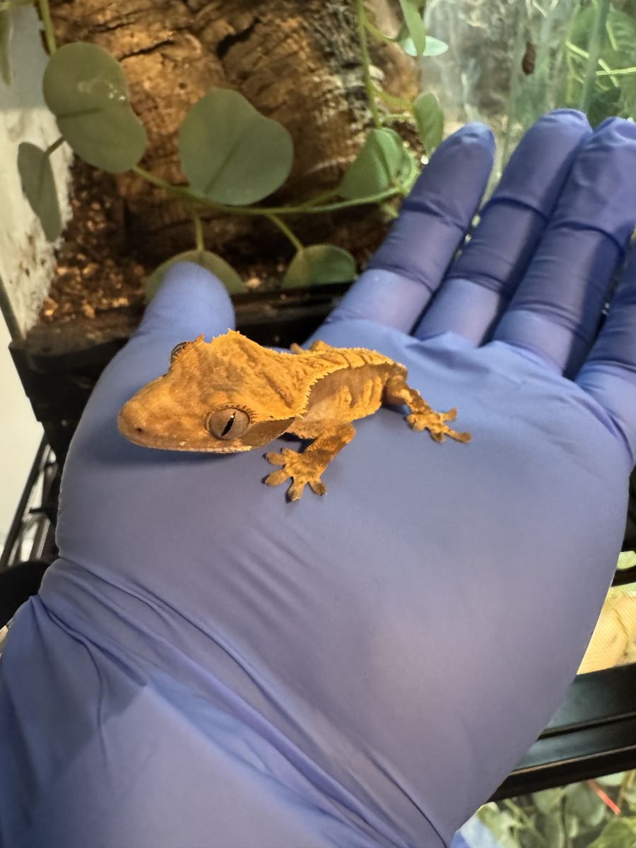 Crested gecko