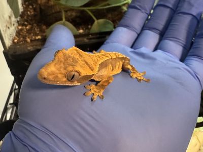Crested gecko