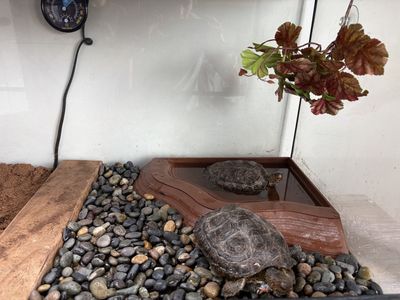 Box turtles for sale