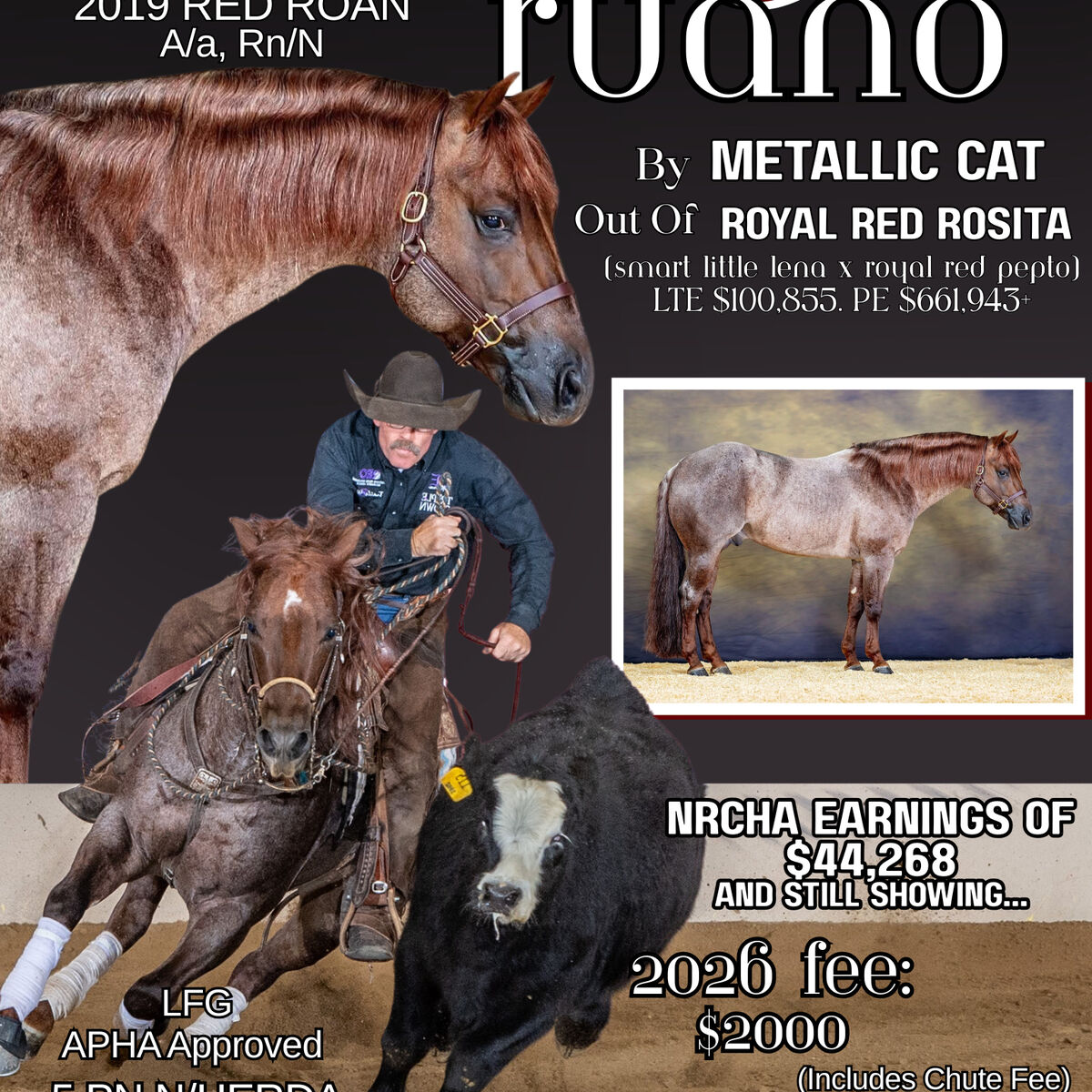 Stallion Advertisement Flyers