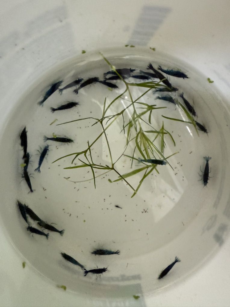 Blue Neo / Cherry Shrimp
