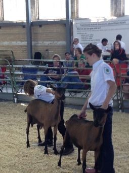 Milking Goat