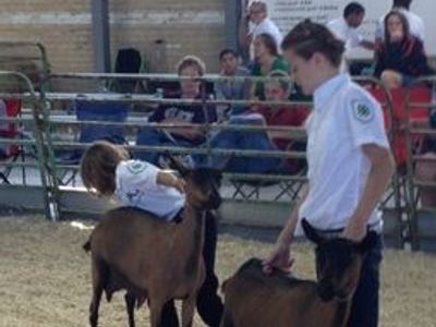 Milking Goat