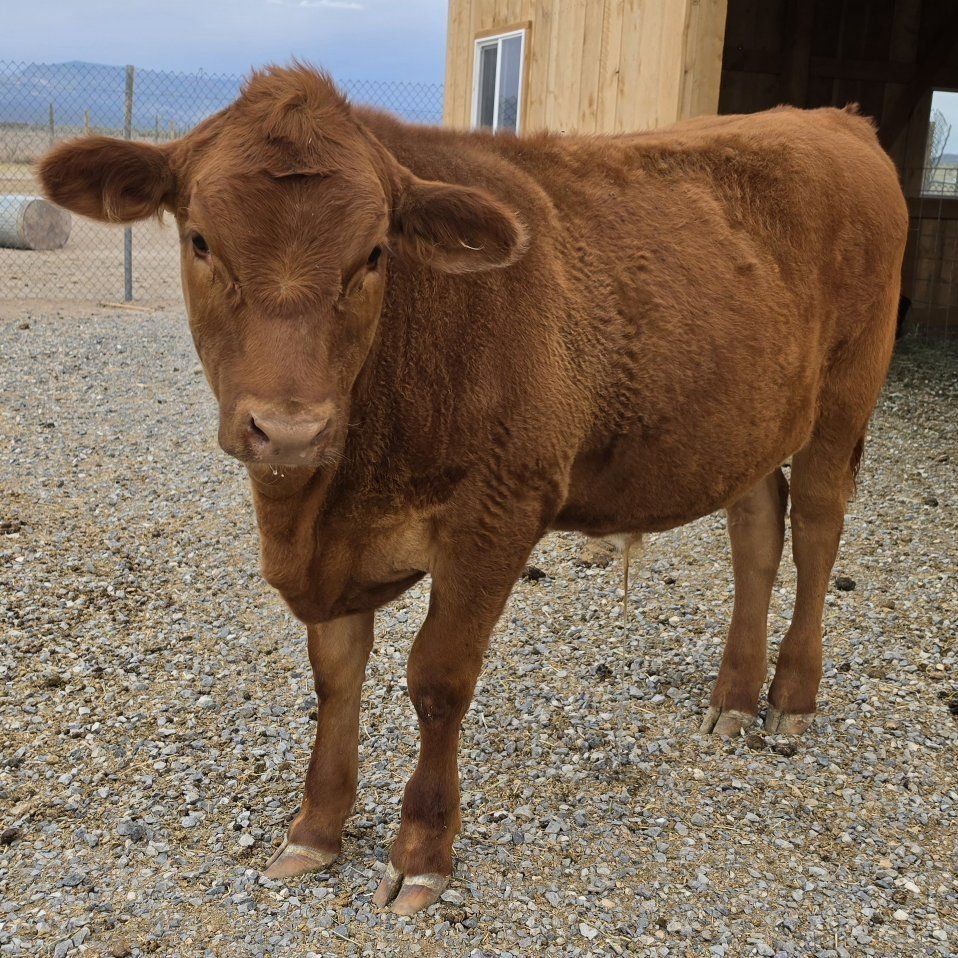 Beef X Steer for sale 
