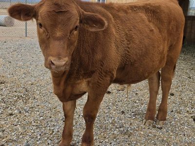Beef X Steer for sale