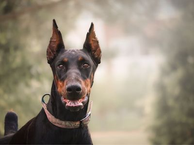Titled Health Tested AKC European Doberman Pinscher Female