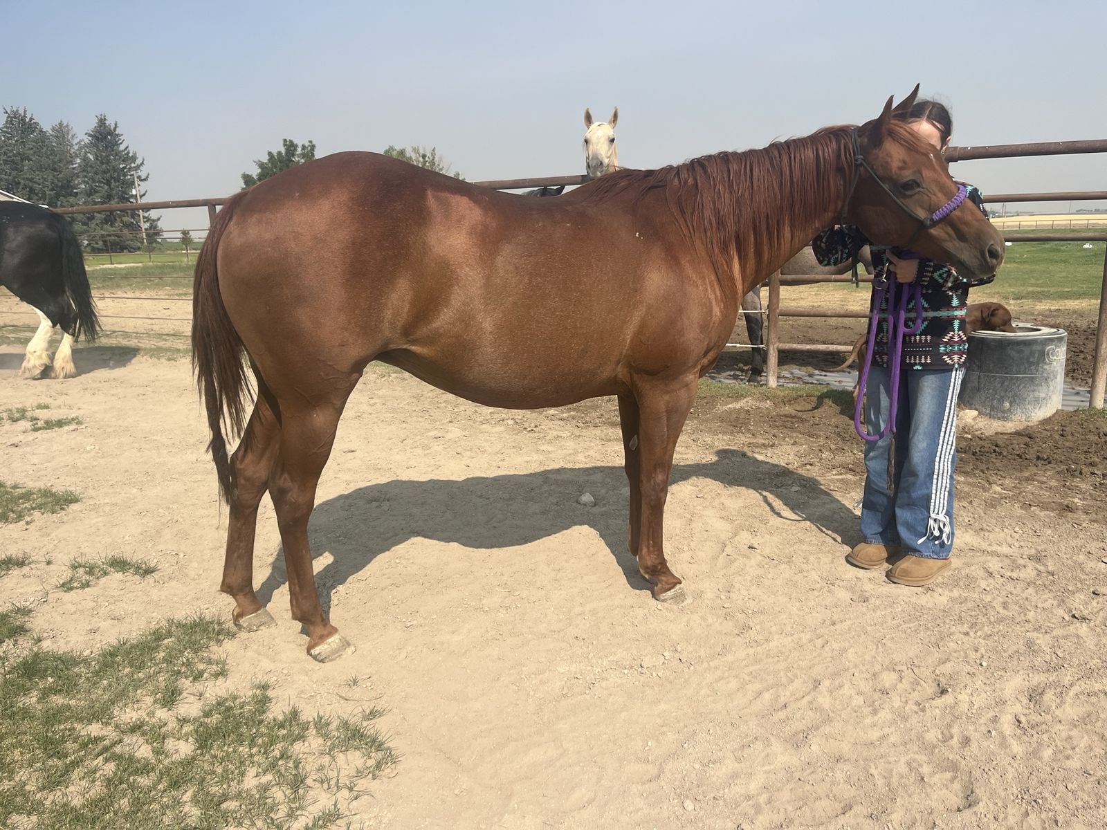 Registered Well bred Broodmare