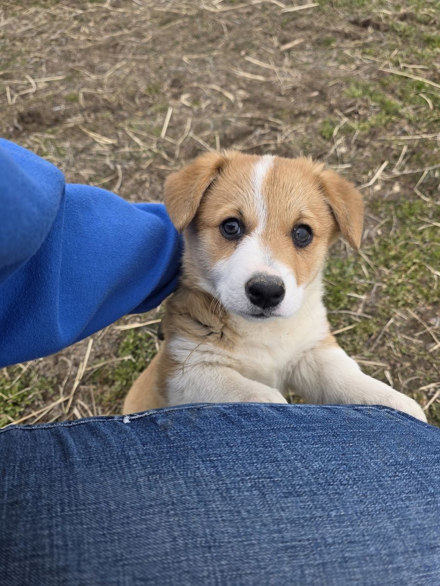 AKC Registered Pembroke Welsh Corgi-Health Tested