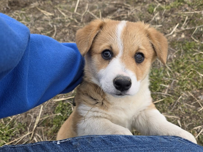 AKC Registered Pembroke Welsh Corgi-Health Tested