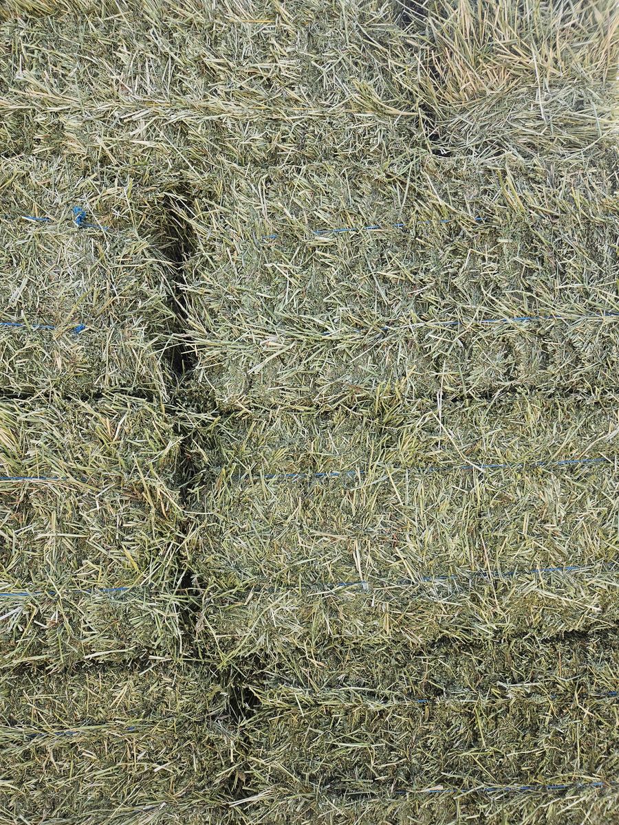 Alfalfa hay for sale