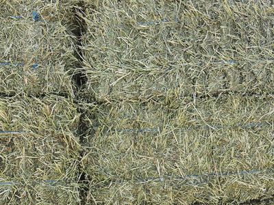 Alfalfa hay for sale