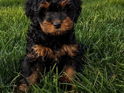 Micro mini Bernedoodles