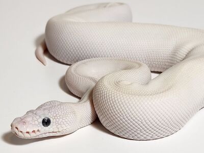 BEL Ball Python Hatchling