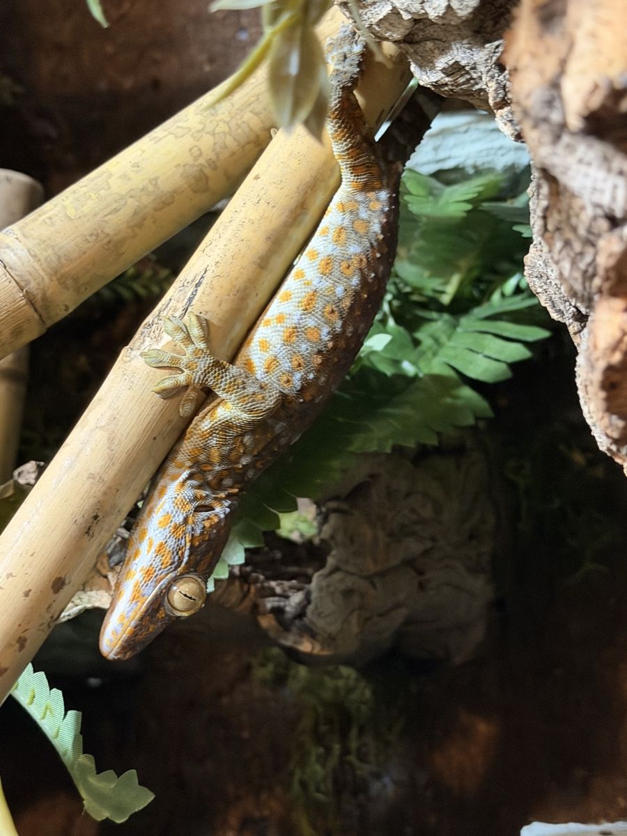 Tokay Gecko - Beautiful Patterned
