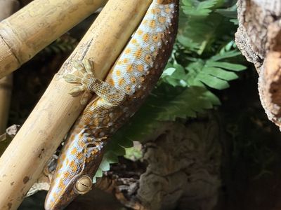Tokay Gecko - Beautiful Patterned
