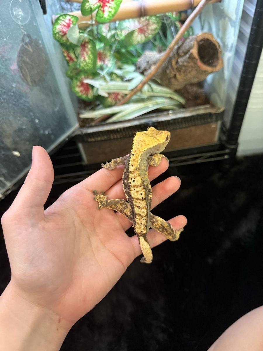 Crested gecko and supplies